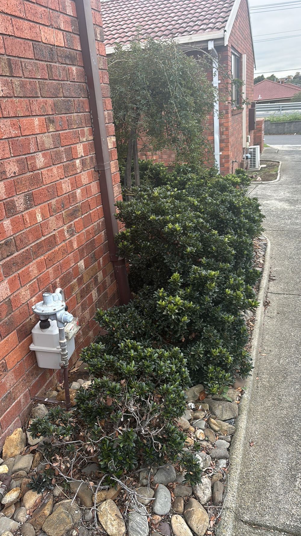 Climbing plants growing on the cladding and holding moisture, found during a building and pest inspection in Westmeadows